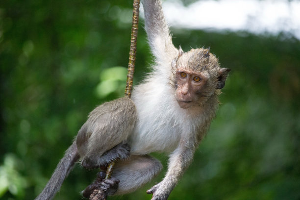 可爱的猴子图片下载