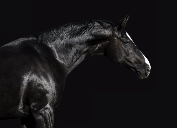 黑色母马图片下载