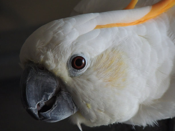 Citron-Crested风头鹦鹉图片下载