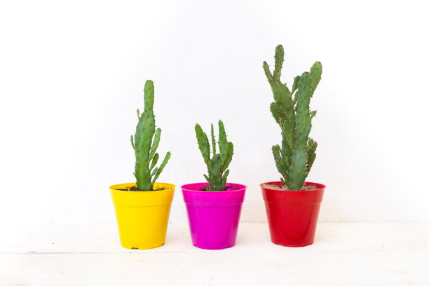 白色背景上的彩色花盆中的仙人掌和多肉植物图片下载