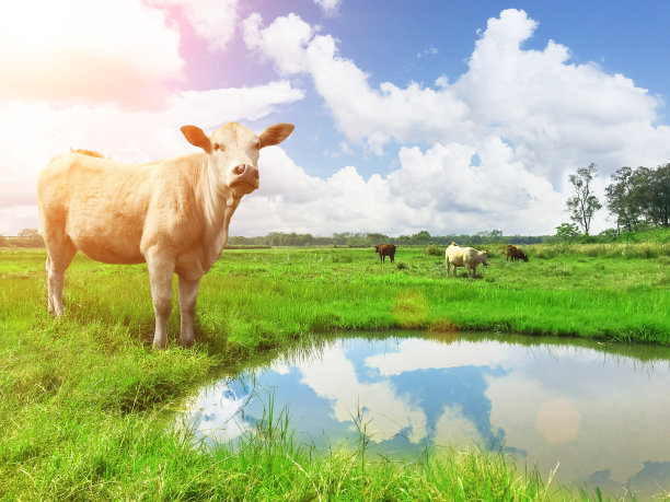 蓝天白云，牛在草地上。图片下载