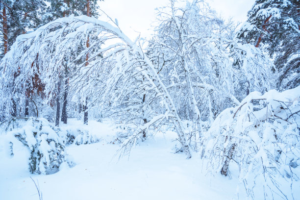 白雪皑皑的静谧冬季森林素材图片