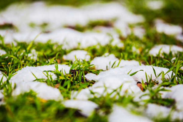 融雪中绿草的特写素材图片