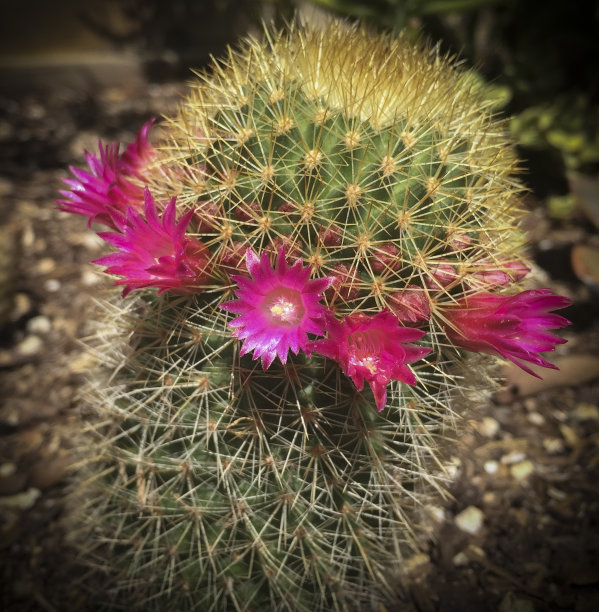 盛开的仙人掌图片下载