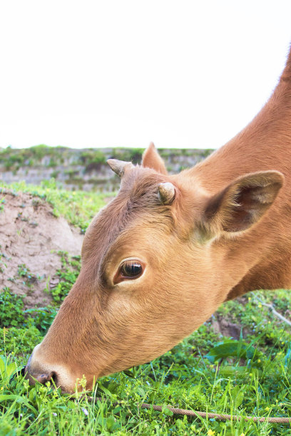 吃草的牛素材图片