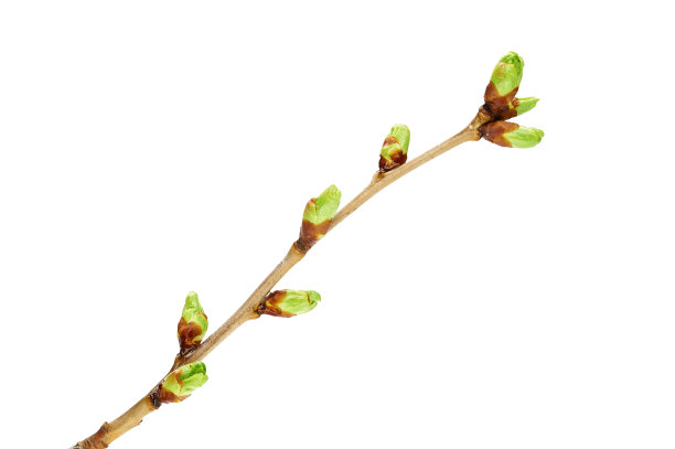 分支与肾图片下载