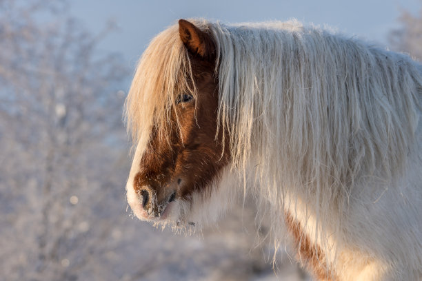 在寒冷的冬天，白色和棕色的冰岛马图片下载