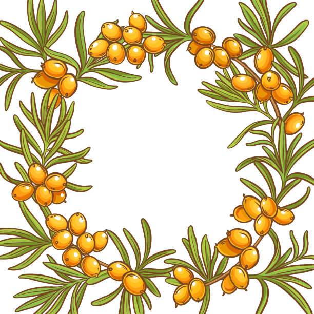 沙棘矢量框图片下载