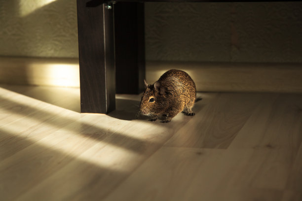 房间里有啮齿动物图片下载