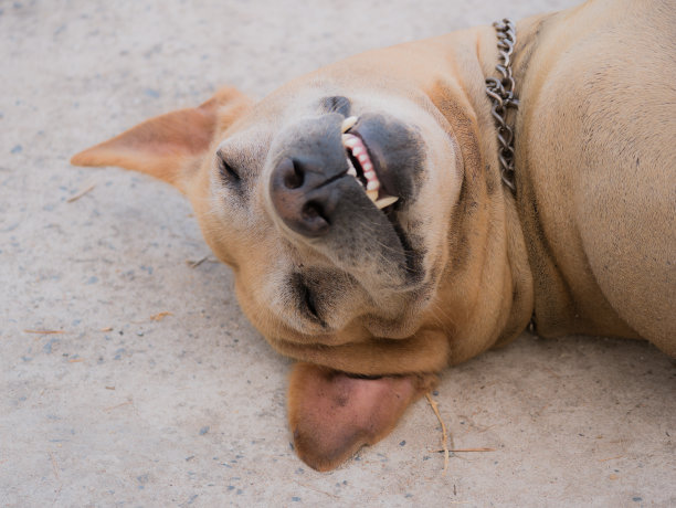 微笑的棕色狗图片下载