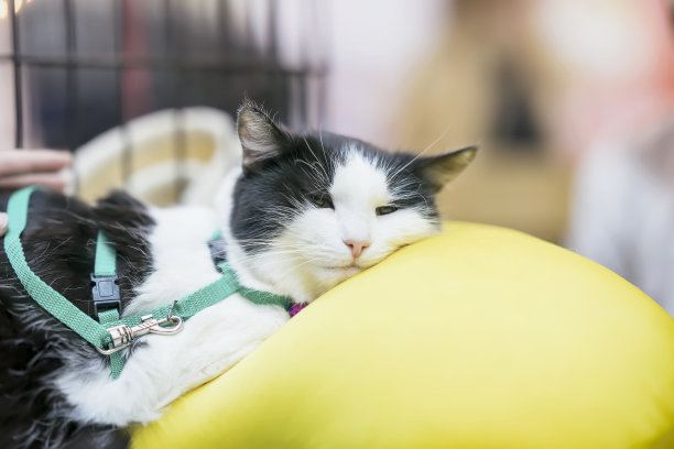 非常悲伤的猫躺在笼子里的枕头上等待收养，或者是动物兽医诊所的病猫图片下载