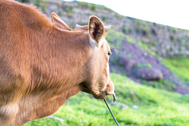 吃草的牛素材图片