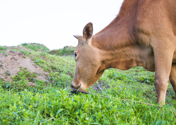 吃草的牛素材图片
