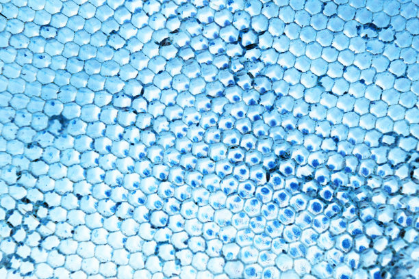 亮蓝色区域内填充六边形按钮图片下载