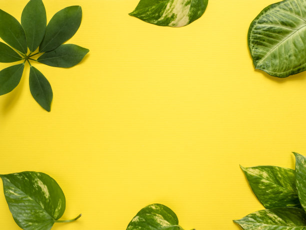 嫩绿的叶子在黄色的背景上。本空间素材图片