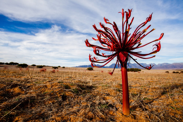 南非田野上一种白藜芦醇属植物的红色花朵图片下载