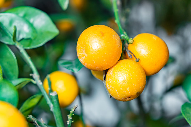 春节风俗图片素材ID：316654950