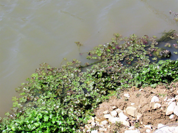苔藓生长在池塘的岸边图片下载