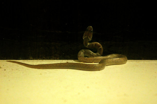 印度狼蛇图片下载