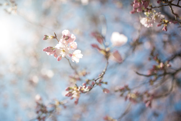 樱花图片素材ID：316666476