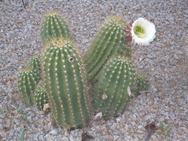 斯科茨代尔-亚利桑那州的仙人掌。图片下载