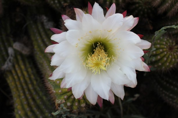 斯科茨代尔-亚利桑那州的仙人掌。图片下载