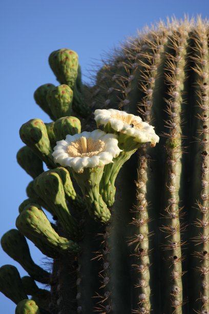 斯科茨代尔-亚利桑那州的仙人掌。图片下载