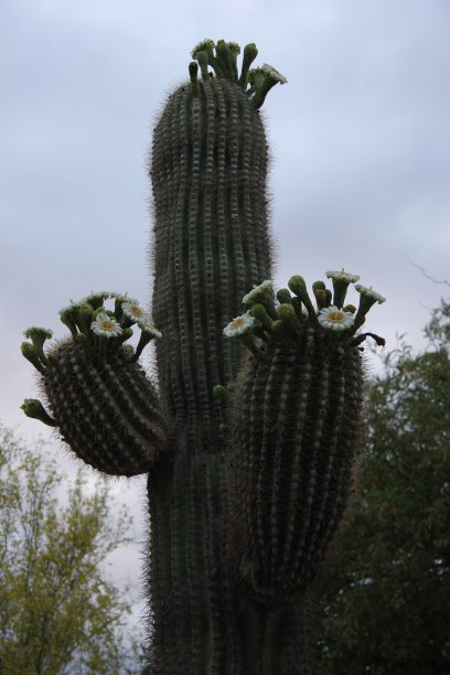 斯科茨代尔-亚利桑那州的仙人掌。图片下载