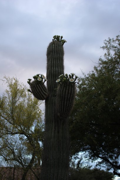 斯科茨代尔-亚利桑那州的仙人掌。图片下载