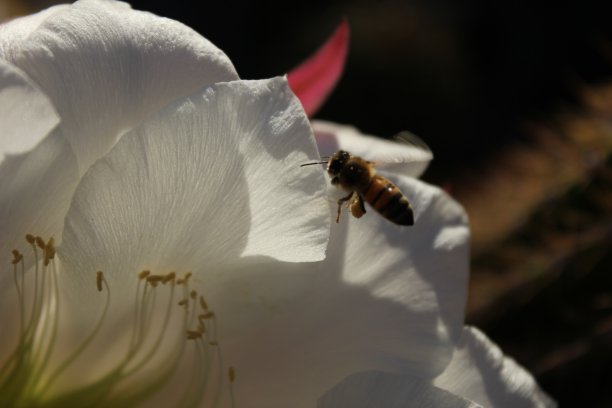 斯科茨代尔-亚利桑那州的仙人掌。图片下载