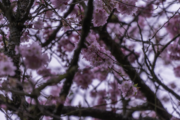 照片大多是春天伊始在加的夫罗斯公园拍摄的鲜花。两张独特的图片，一棵装饰着灯光的树和一幅详细描述树皮图案的图片图片下载