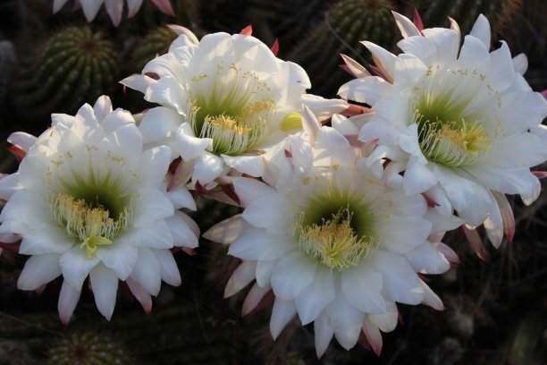 斯科茨代尔-亚利桑那州的仙人掌。图片下载