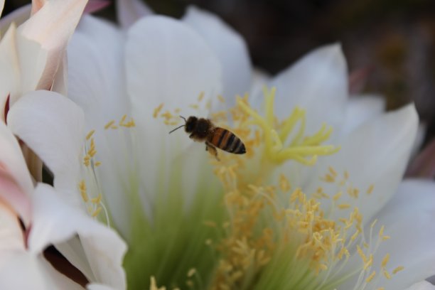 斯科茨代尔-亚利桑那州的仙人掌。图片下载