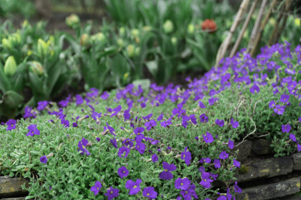 照片大多是春天伊始在加的夫罗斯公园拍摄的鲜花。两张独特的图片，一棵装饰着灯光的树和一幅详细描述树皮图案的图片图片下载