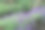照片大多是春天伊始在加的夫罗斯公园拍摄的鲜花。两张独特的图片，一棵装饰着灯光的树和一幅详细描述树皮图案的图片图片下载