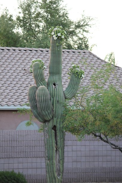 斯科茨代尔-亚利桑那州的仙人掌。图片下载