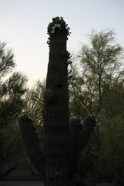 斯科茨代尔-亚利桑那州的仙人掌。图片下载