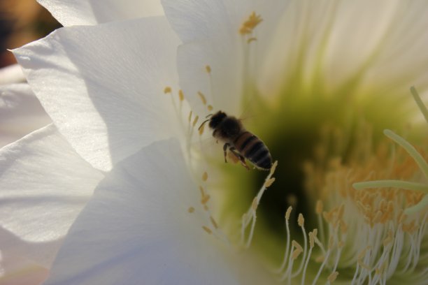 斯科茨代尔-亚利桑那州的仙人掌。图片下载