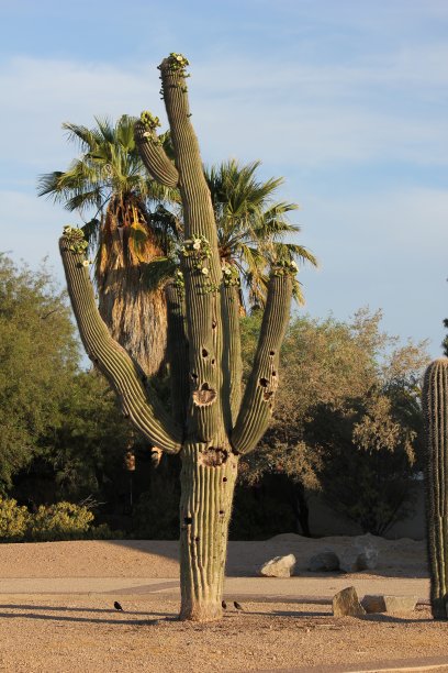 斯科茨代尔-亚利桑那州的仙人掌。图片下载