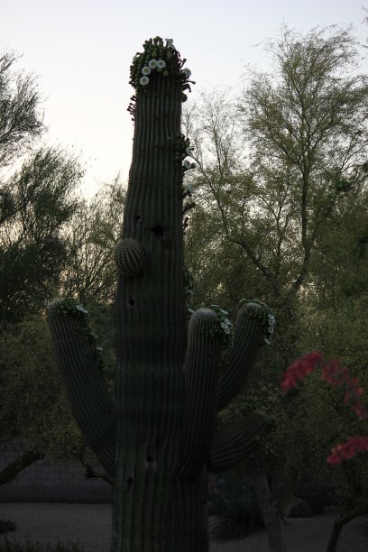 斯科茨代尔-亚利桑那州的仙人掌。图片下载