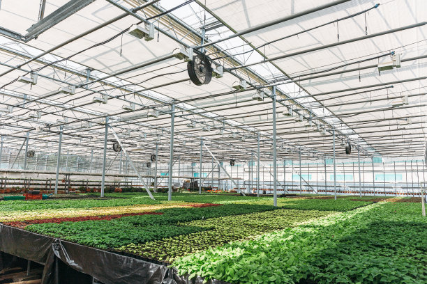 现代化水培温室内部：装饰花卉植物培养素材图片