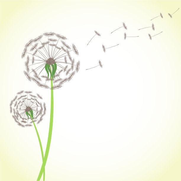 夏天的蒲公英随风飞舞，种子孤立在白色的背景上。花朵蓬松的植物stock向量插图图片下载