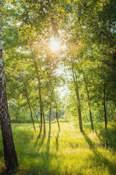在夏天的一天，太阳在树上。图片下载