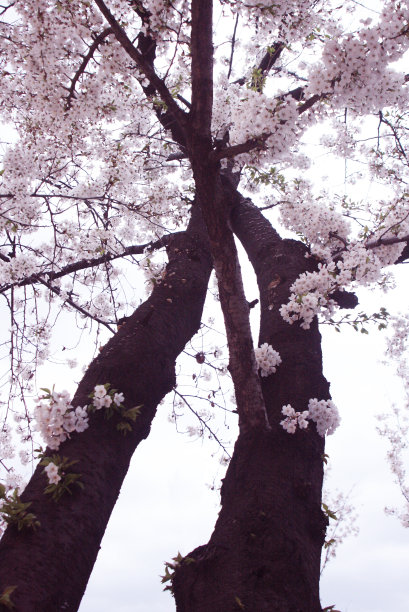 一棵樱花树在自下而上的视角图片下载