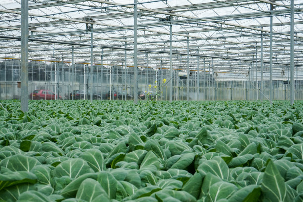 一个有植物的大温室图片下载