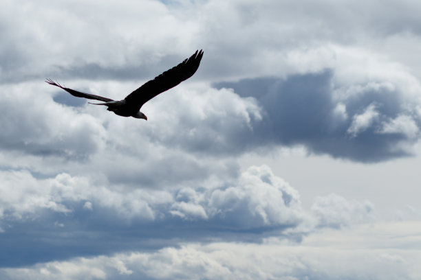 秃鹰在飞翔图片下载