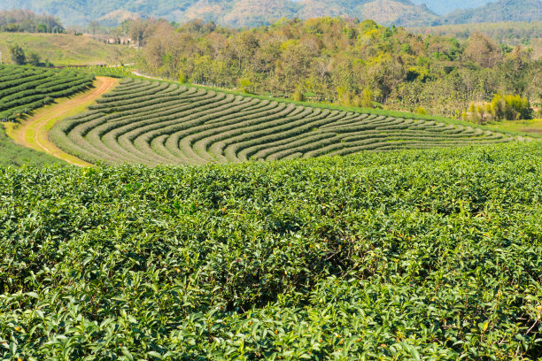 泰国的茶园。素材图片