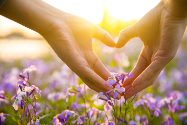 情侣们的手用鲜花做成心形图片下载