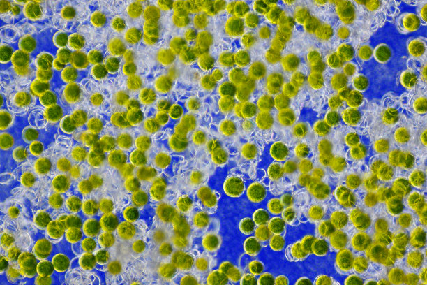 马尾（马术）孢子图片下载