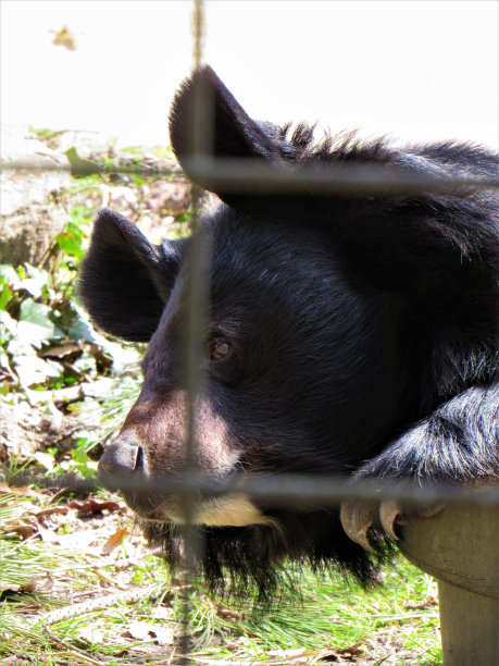黑熊休息图片下载